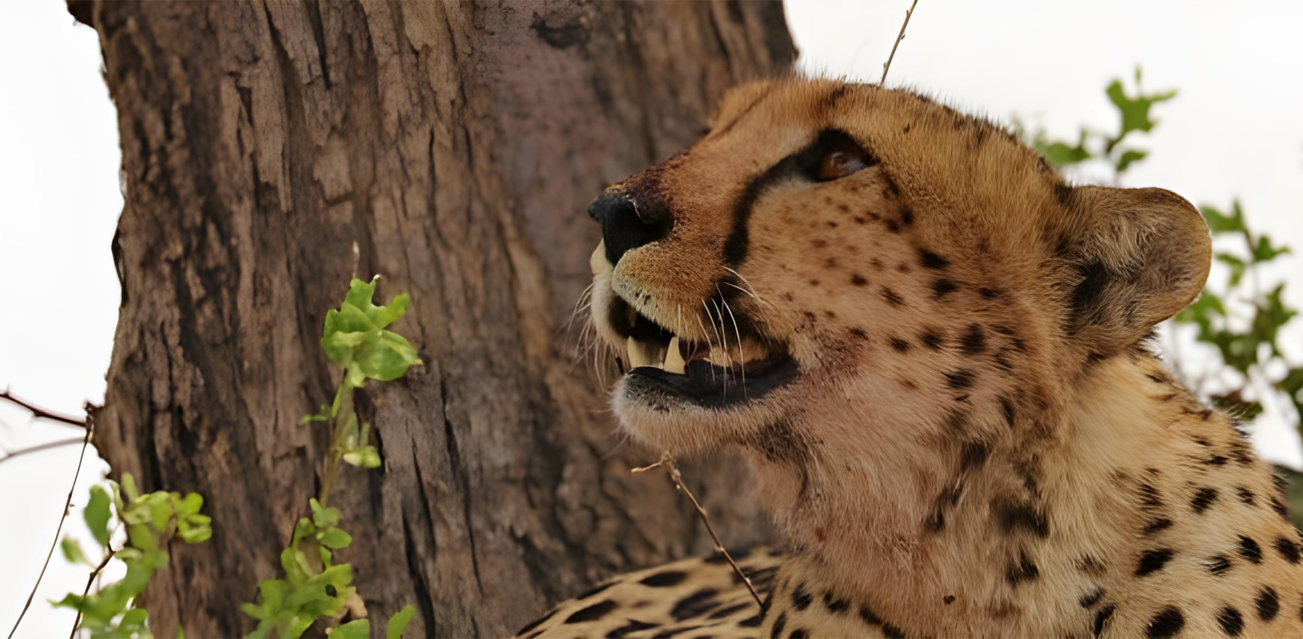 Cheetah Safari